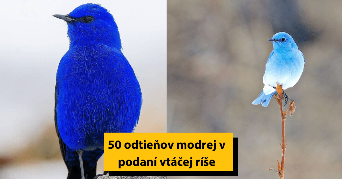 16 fotiek vtákov, ktorých unikátne sfarbenie vás očarí