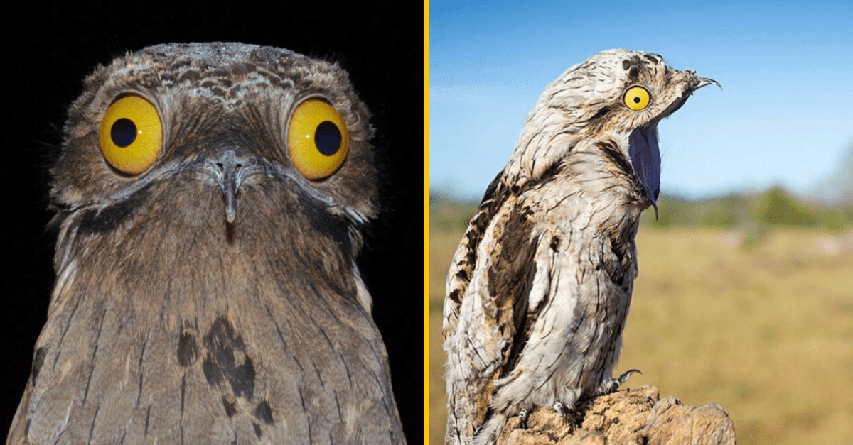Potoo – zoznámte sa s najvtipnejšie vyzerajúcim vtákom na svete