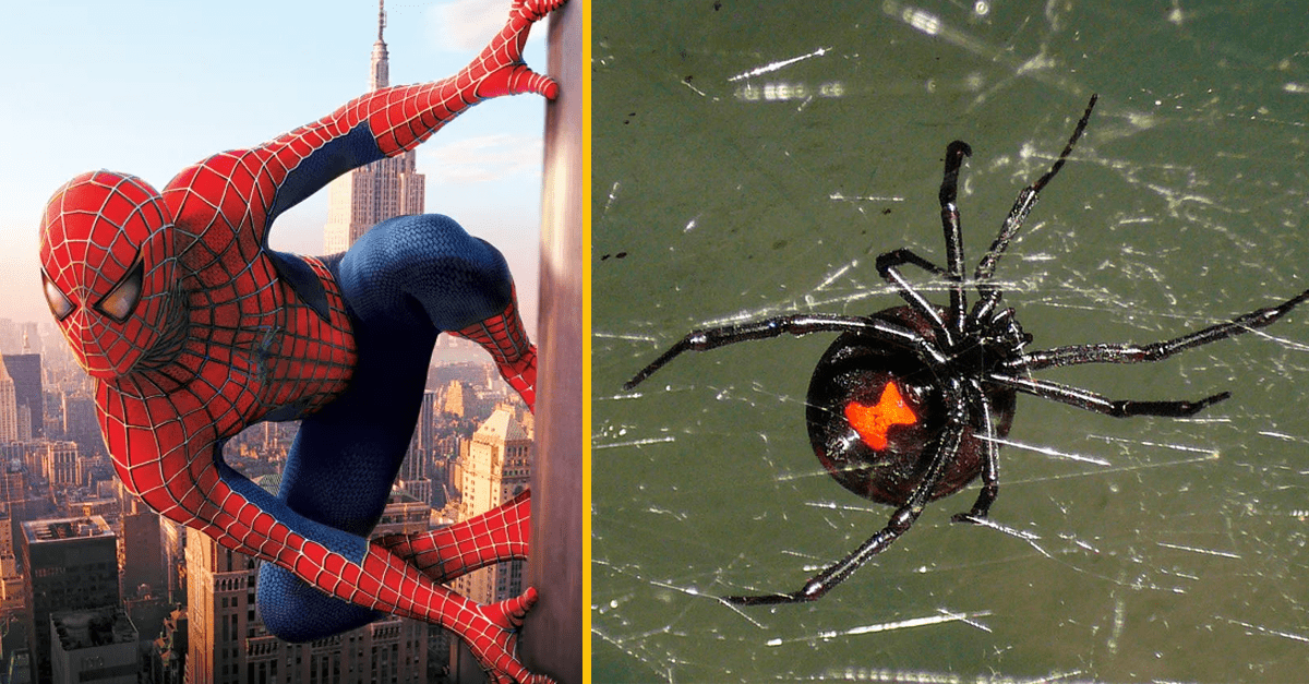 Traja malí chlapci sa nechali dobrovoľne pohrýzť čiernou vdovou. Vraj chceli mať superschopnosti ako Spider-Man