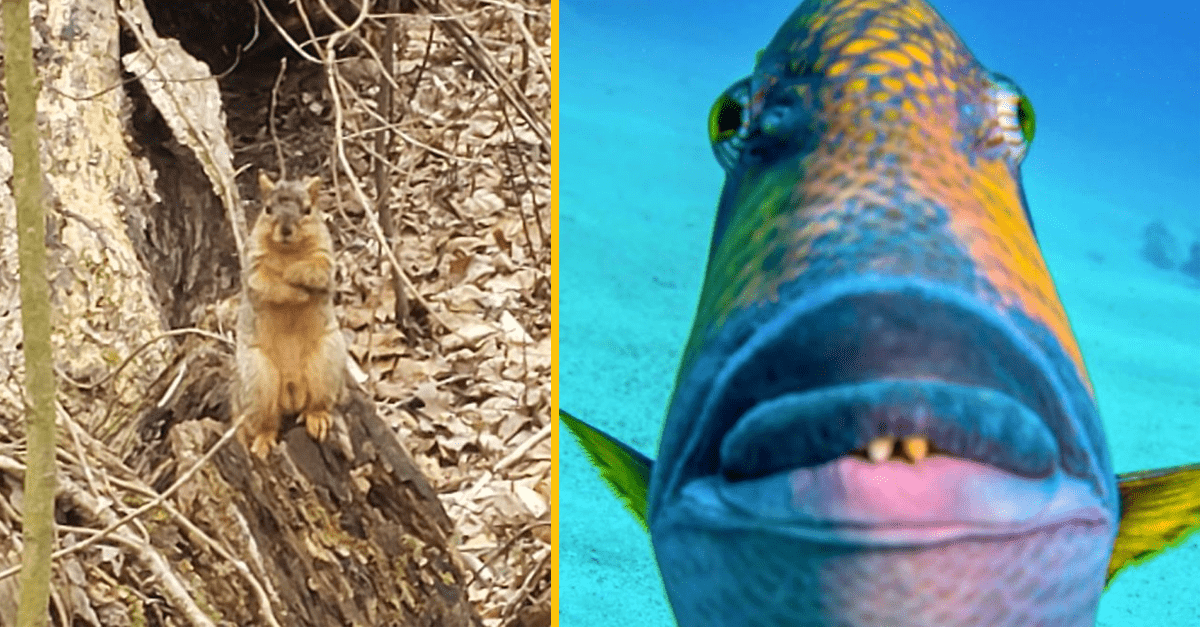 Nepodarené fotografie z prírody, ktoré sú tak zlé až sú neskutočne dobré