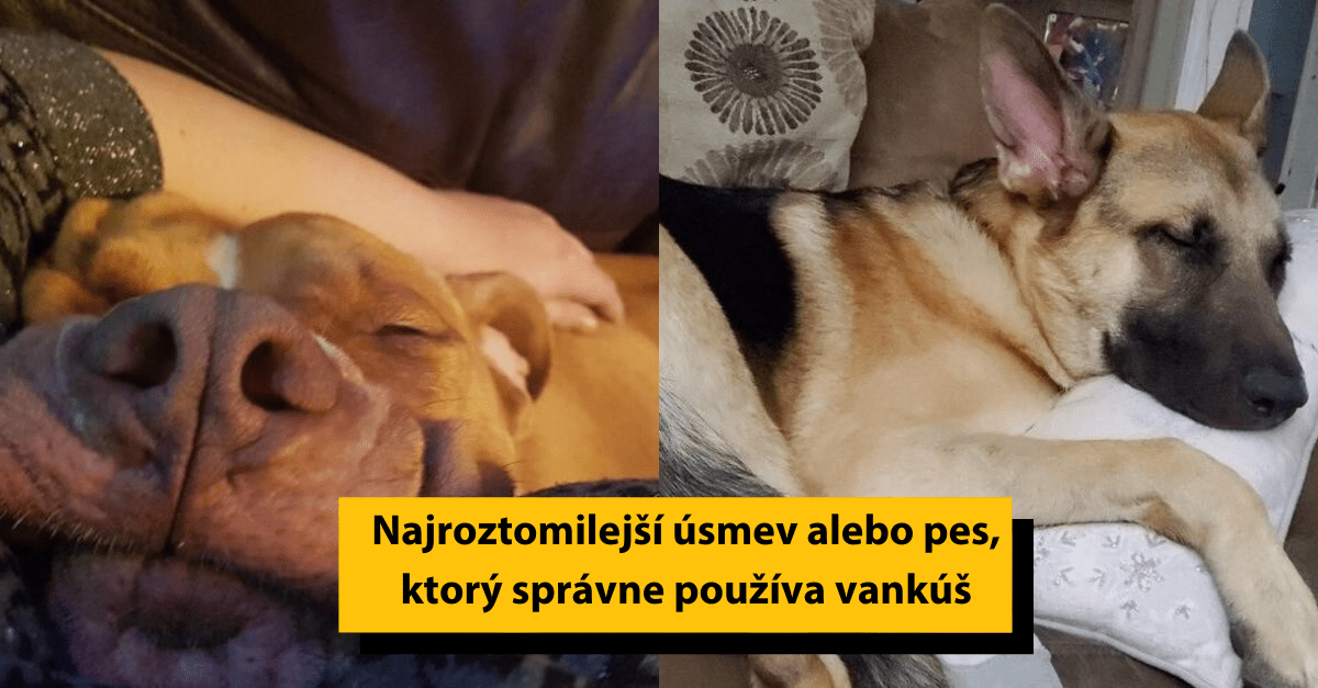 16 obrázkov zvierat, ktoré vedia ako správne relaxovať