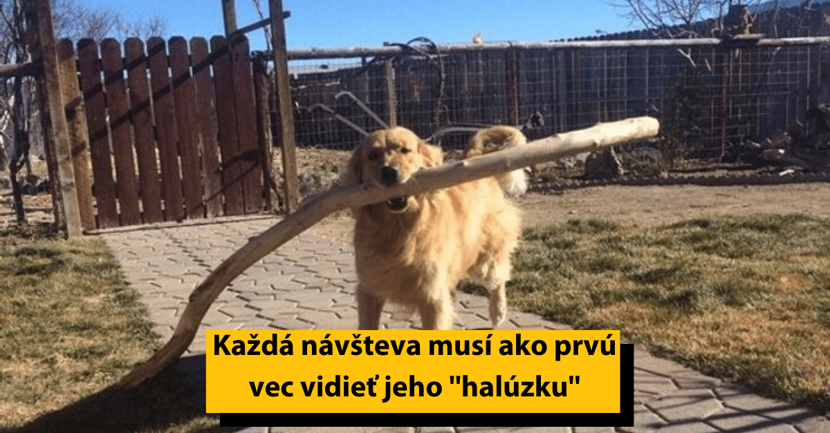 20 psíkov, pri ktorých človek neodišiel bez darčeka