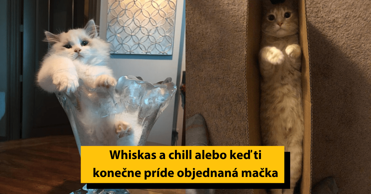 25 obrázkov mačiek, ktoré prepisujú pravidlá ohybnosti svojím vtipným spôsobom