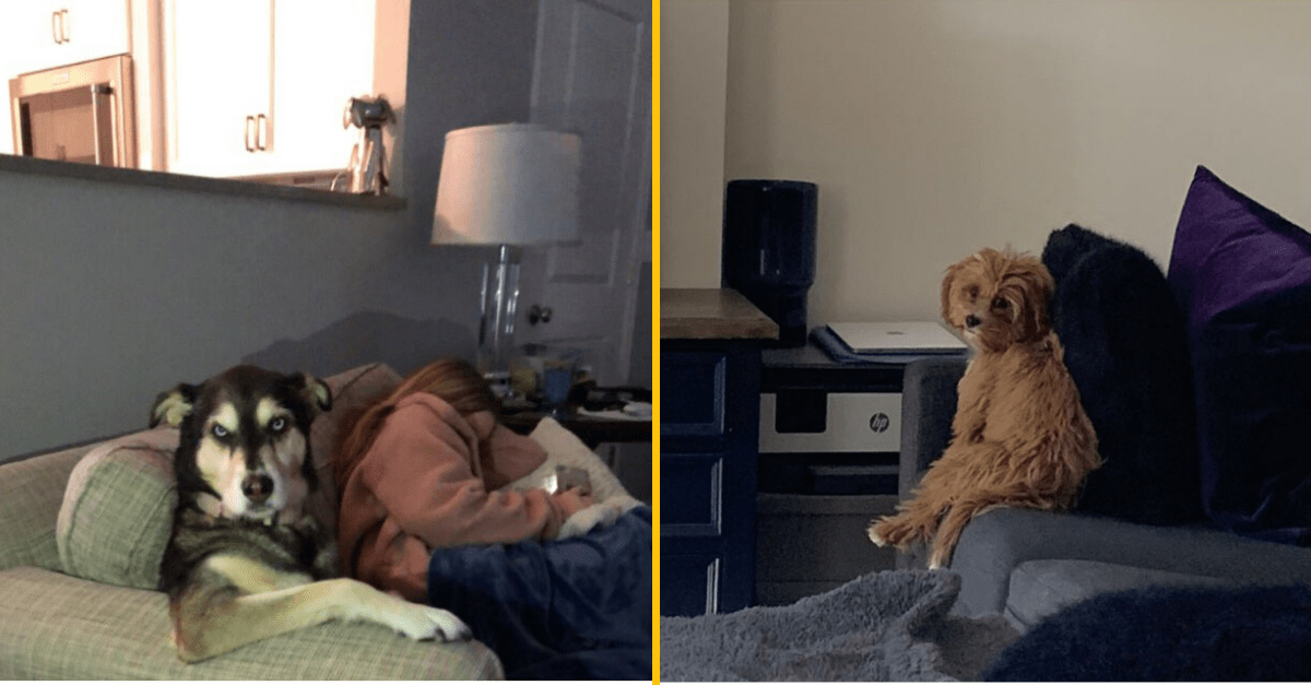 Ľudia zdieľajú fotografie svojich podivných psov sediac vo veľmi zvláštnych polochách