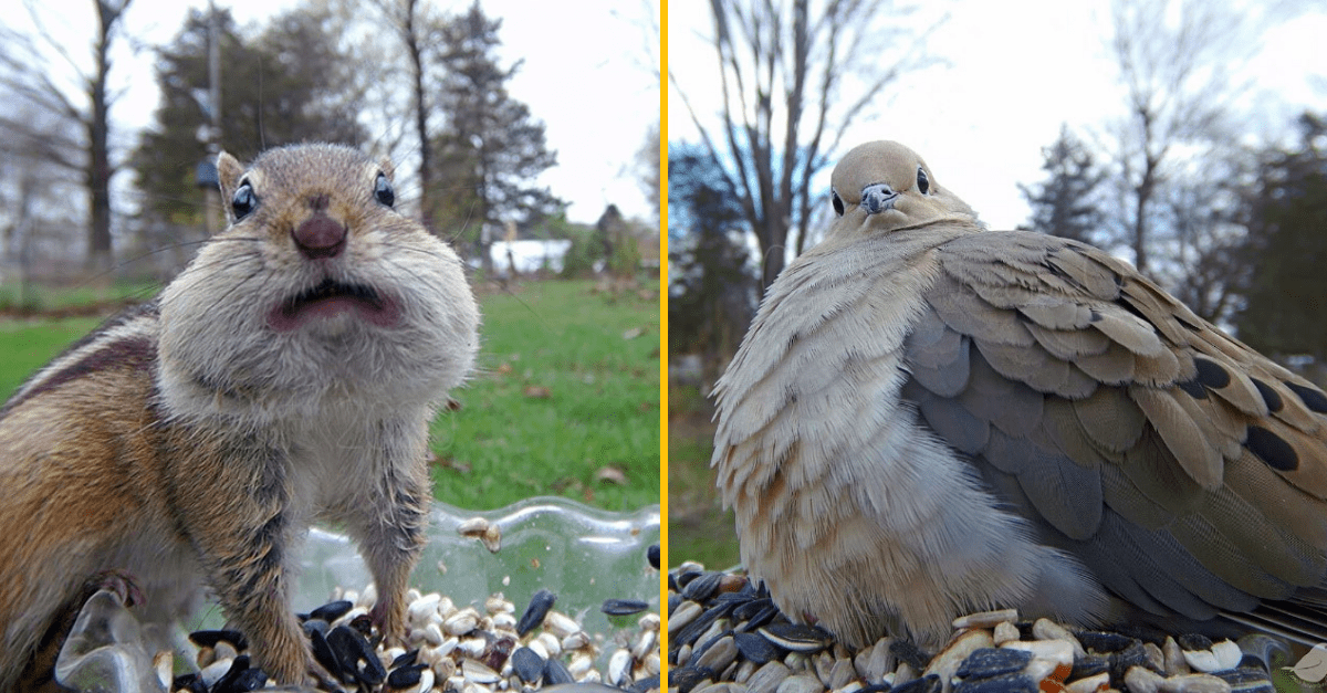Žena na krmítko pre vtáky pripevnila kameru a zábery sú prekvapivo viac než dobré