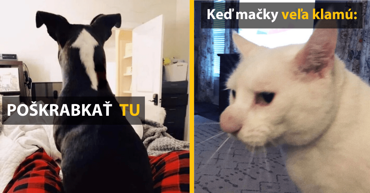 15 zvierat, ktoré si ani len nedokážu predstaviť, ako unikátne vyzerajú