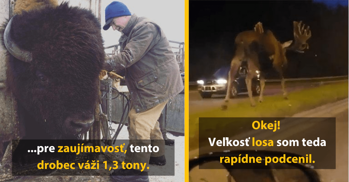 15 obrovských zvieracích kúskov, ktorých veľkosť ste možno mierne podcenili