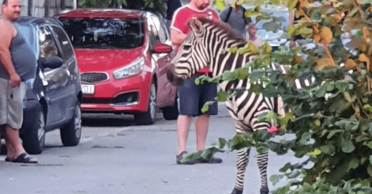 Po sídlisku v Piešťanoch sa prechádzala zebra. Museli ju odchytiť