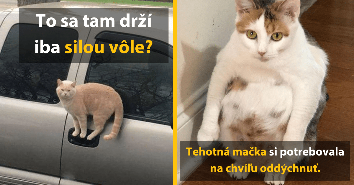 15 úžasných mačiek, ktorých minimálne jeden z rodičov musel byť z iného vesmíru