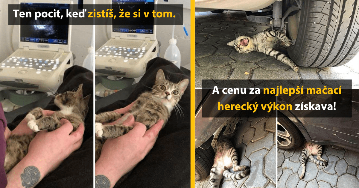 15 mačiek, ktoré by si za svoje herecké výkony zaslúžili dostať minimálne Oscara