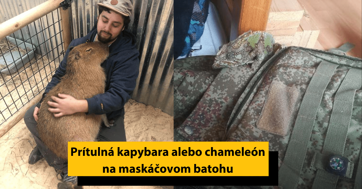 30 zábavných zvieracích momentov