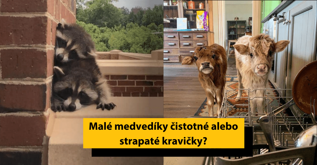 15 roztomilých zvieratiek, ktoré vám vyčaria úsmev na tvári