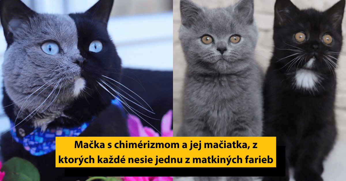 19 prípadov, kedy sa príroda skutočne vyhrala s farbami