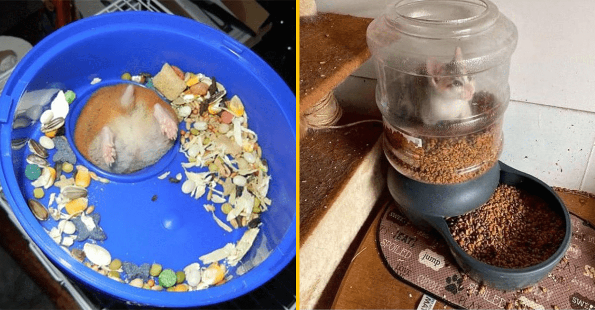 Keď si hladný nie si to ty – zvieracia verzia