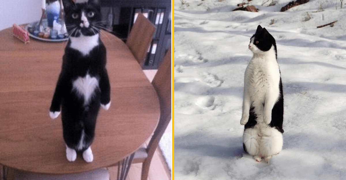 Vzácny fenomén prírody – niektoré mačky si myslia, že sú tuačniaky