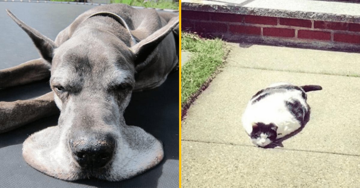 Odborníci varujú pred vysokými teplotami, roztápať sa už začínajú aj niektoré druhy zvierat