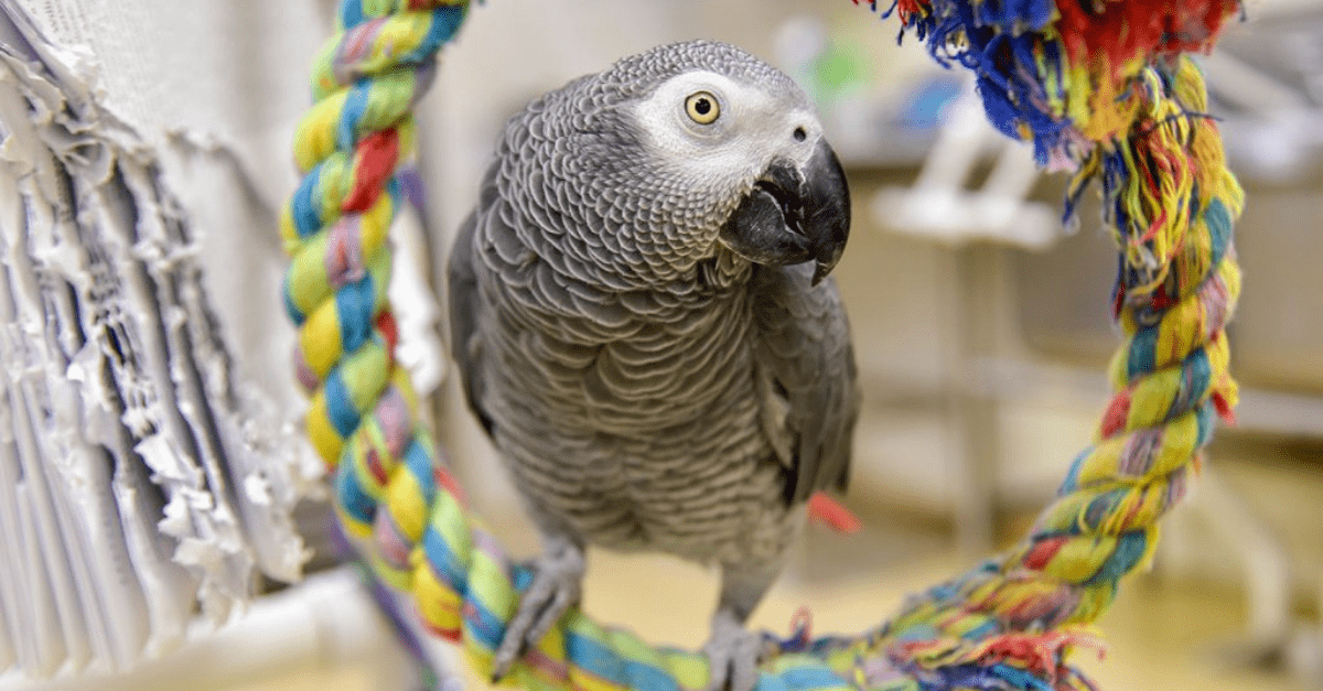 ZOO musela skryť piatich papagájov z expozície. Boli totiž príliš vulgárne