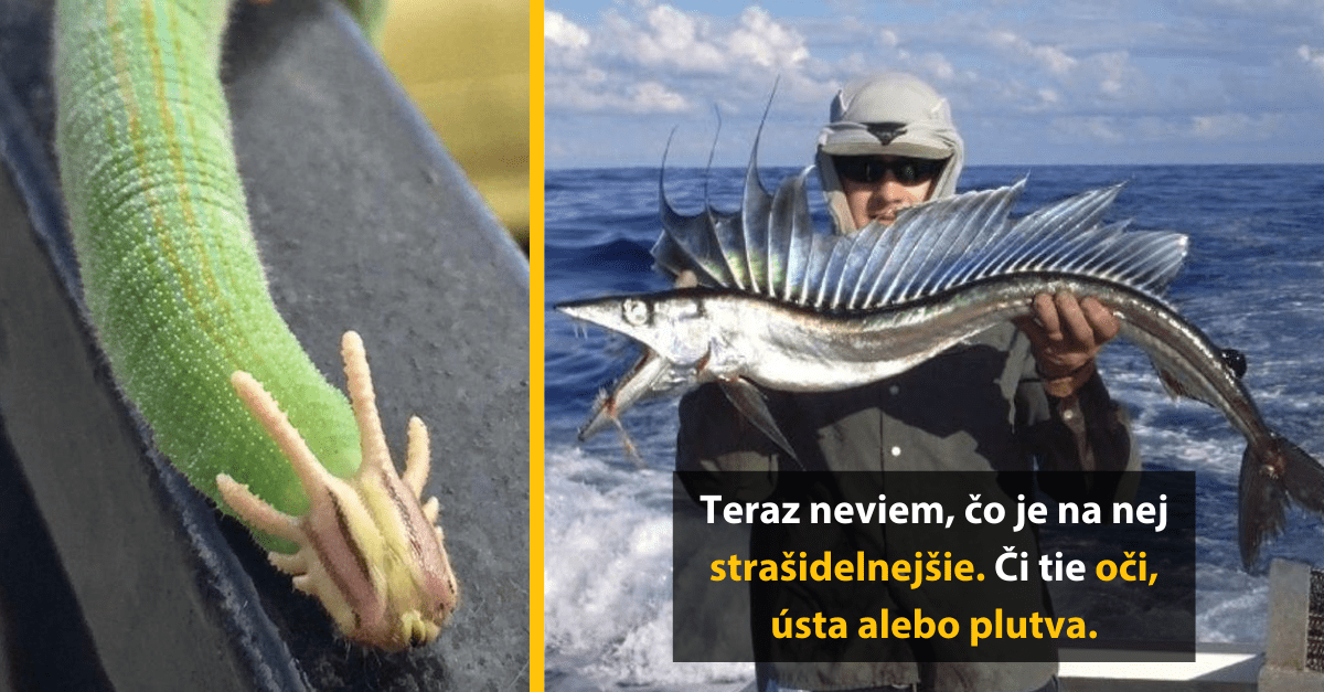 10 neskutočných zvierat, ktoré vyzerajú ako keby prišli priamo zo sci-fi filmu