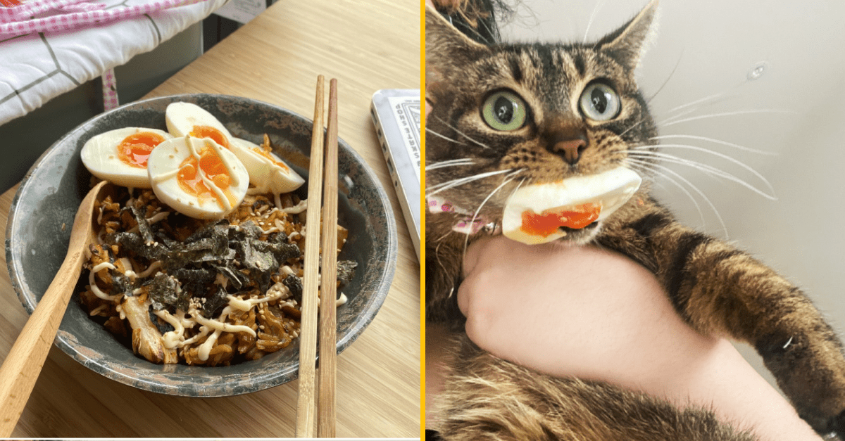 20 mačacích zlodejov prichytených priamo pri čine