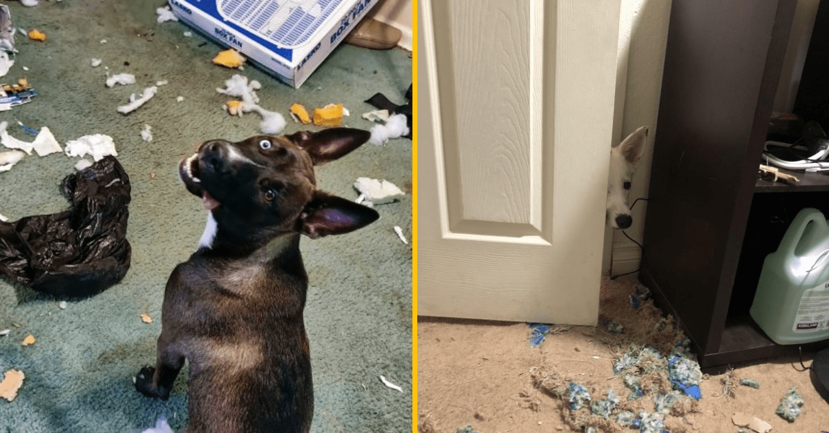 30+ zvierat, ktoré majú svoje hrdé miesto v Zvieracej Sieni Hanby