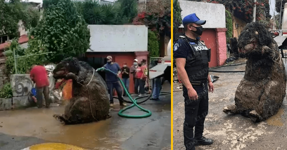 Mexickí údržbári objavili v kanalizácii obrovského potkana