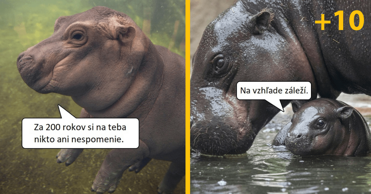 Demontivačný hrošík ti ukáže, čo je to skutočná realita