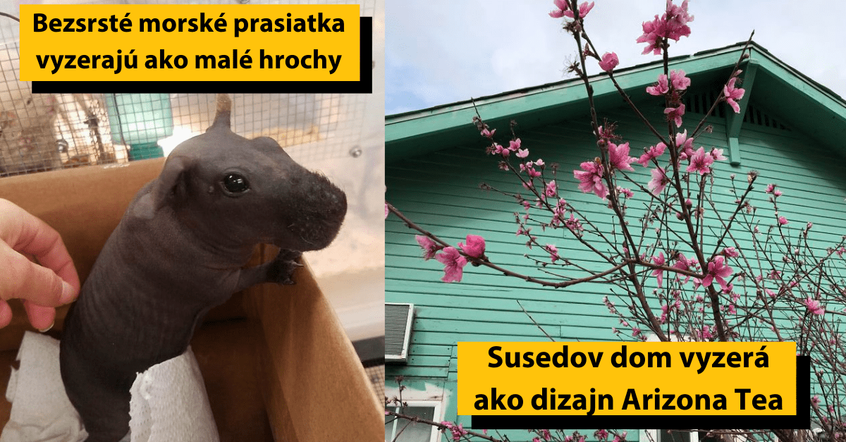 25 vecí, ktoré vyzerajú ako niečo úplne iné