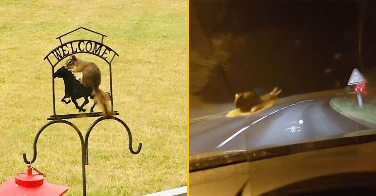 25+ tých najhorších fotografií zo živočíšnej ríše, ktoré môže autorom National Geographic iba závidieť