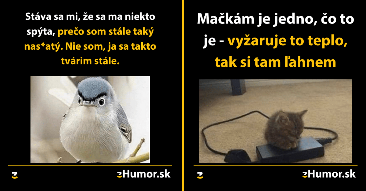 Zopár memečiek, ktoré vznikli, aby ti spríjemnili dnešný deň #939 : Nikdy nemiešaj partie ľudí.