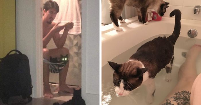 45+ mačiek, ktoré vám dokážu, že osobný priestor im absolútne nič nehovorí