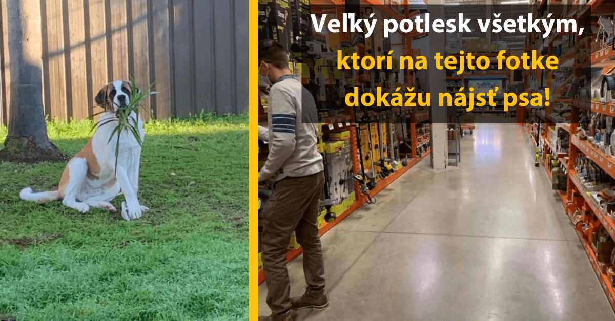 Dog Sniper Elite – psy s pokročilým citom pre schovávanie