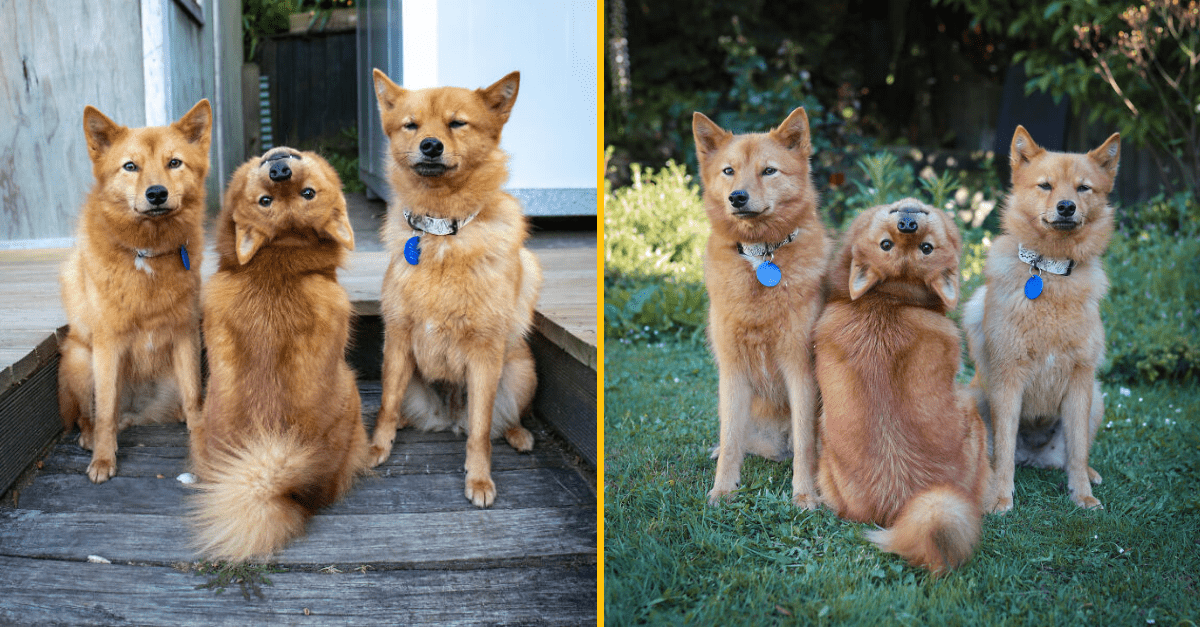 10+ vtipných fotiek fenky, ktorá dokáže pokaziť každú fotografiu