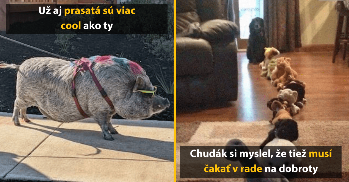 40+ zvierat so skvelým zmyslom pre humor, s ktorými by sa človek nenudil