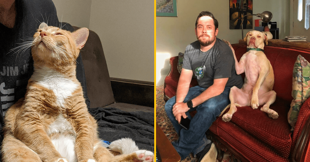 50+ domácich miláčikov, ktorí nedajú svojim majiteľom pokoj ani na sekundu