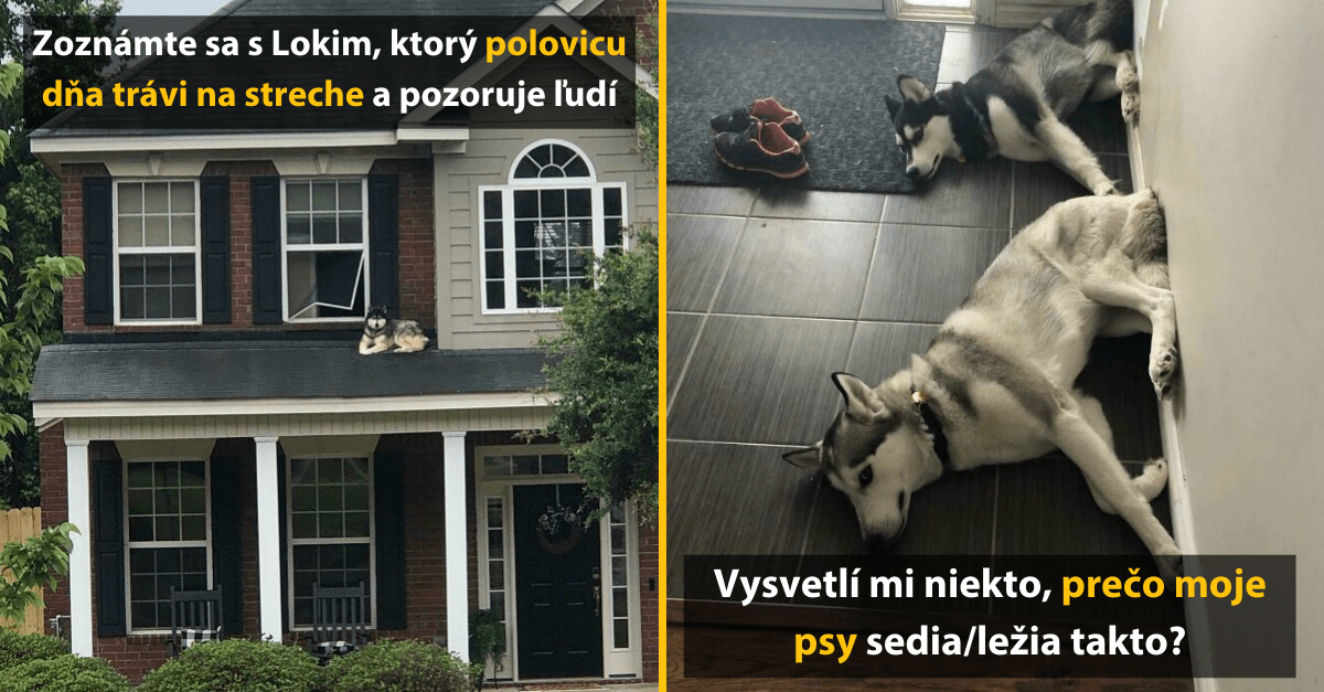 45+ majiteľov psov zdieľa najvtipnejšie fotky svojich domácich miláčikov