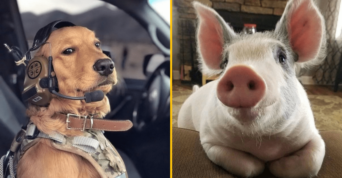 50+ vtipných fotiek zo zvieracej ríše, ktoré vám zaručene zlepšia deň