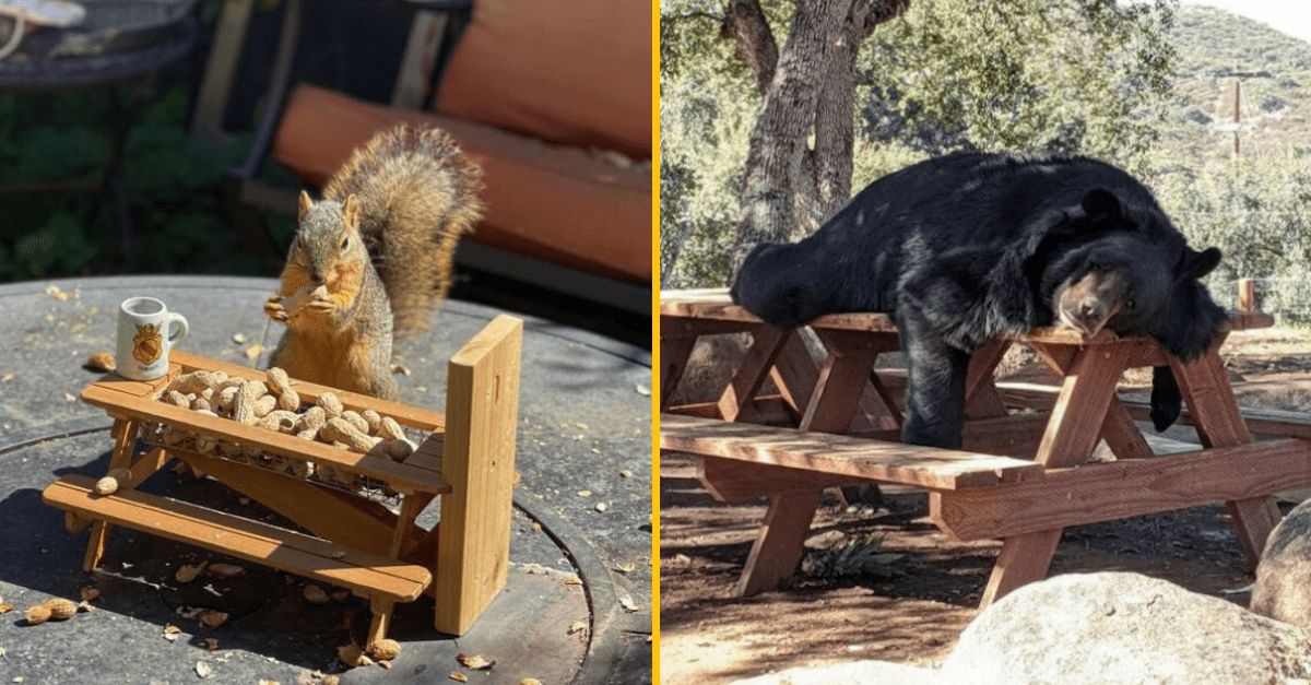 30+ Obrázkov, ktorými dokonale zabiješ čas #284