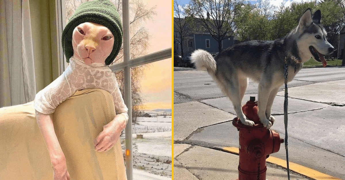 40 vtipných fotografií zvierat, ktorým nechýba zmysel pre humor