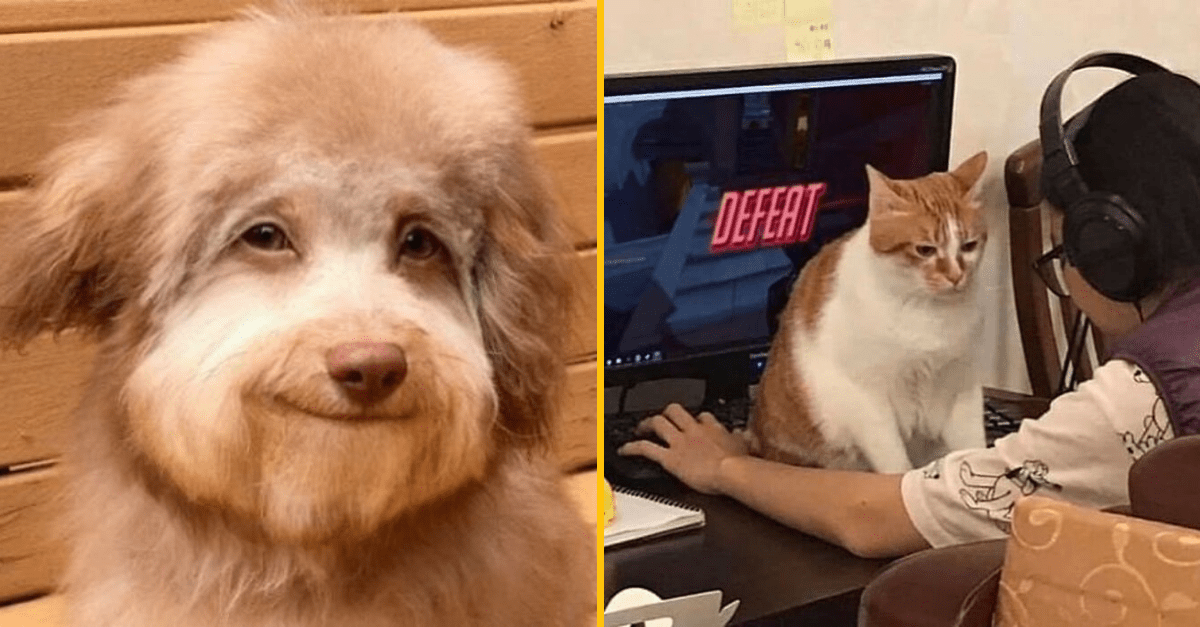 50+ fotografií zvierat, ktoré majú špeciálnu schopnosť – pobaviť a zlepšiť vám deň