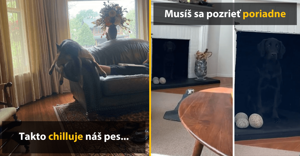 50 majiteľov psov zdieľa ich najvtipnejšie fotografie
