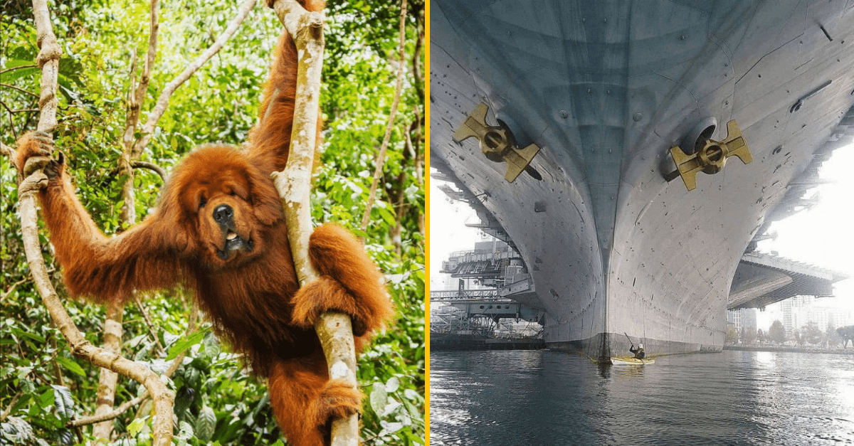 30+ Obrázkov, ktorými dokonale zabiješ čas #301