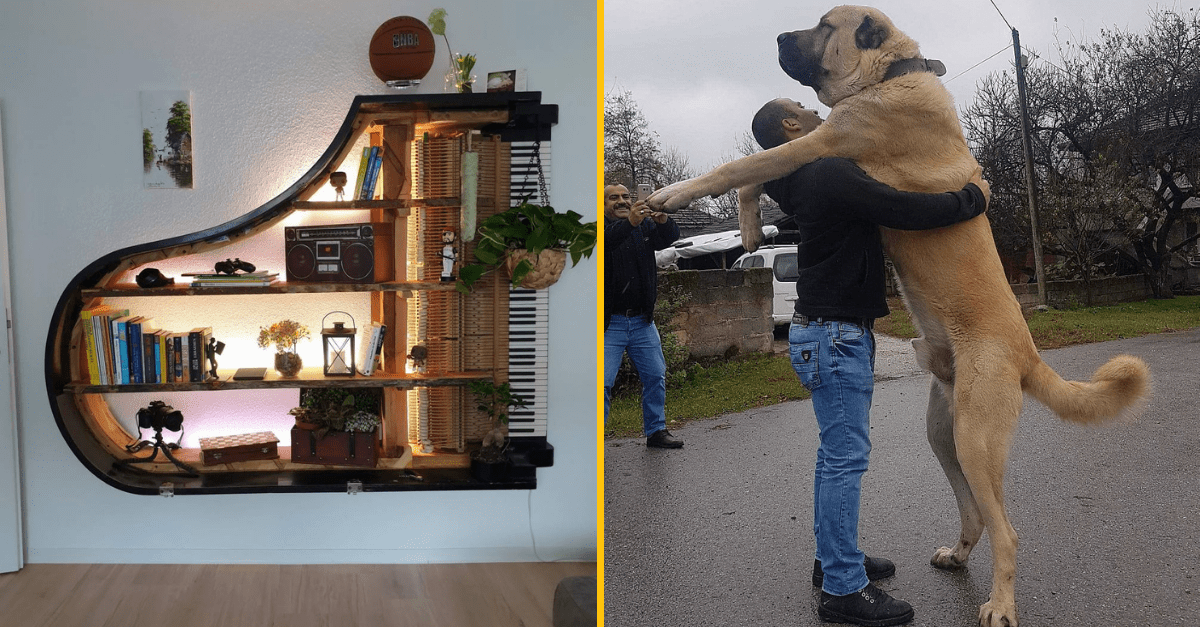 30+ Obrázkov, ktorými dokonale zabiješ čas #309