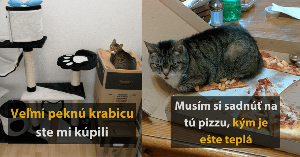 16 fotografií mačiek, ktoré iba potvrdzujú, že sú to veľmi divné živočíchy