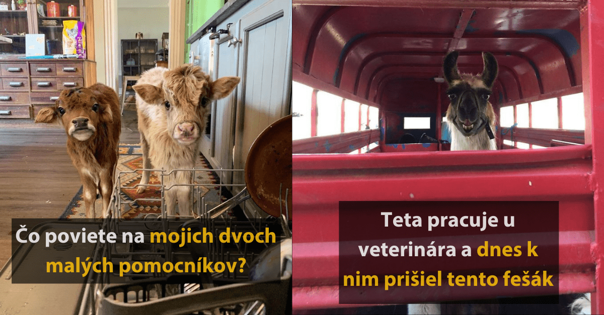 25 vtipných fotografií pre všetkých milovníkov zvierat