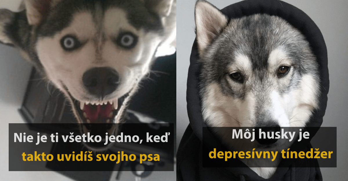 20 vtipných fotografií plemena Husky, ktoré dokazujú že patrí medzi najzábavnejšie plemeno