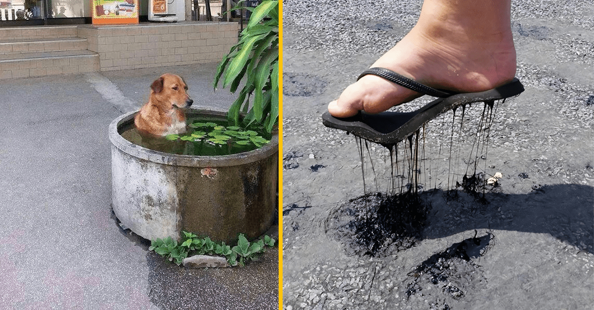 15 obrázkov, ktoré dokonale vystihujú tohtoročné horúce leto