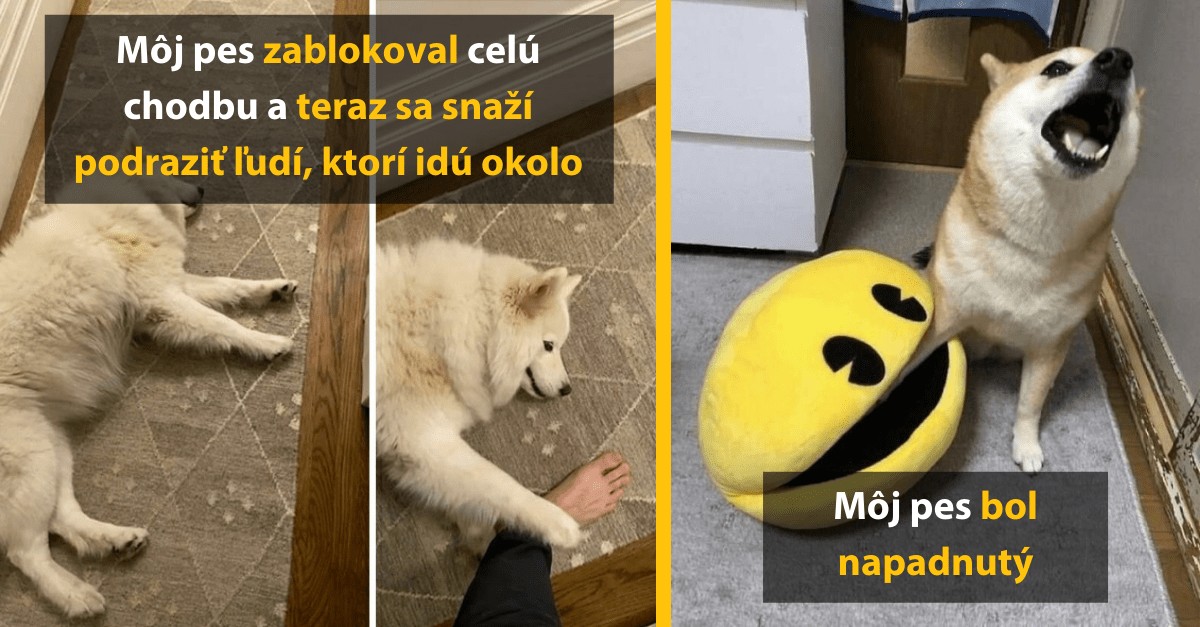 25 fotografií psov, ktoré ti dnes určite urobia lepší deň