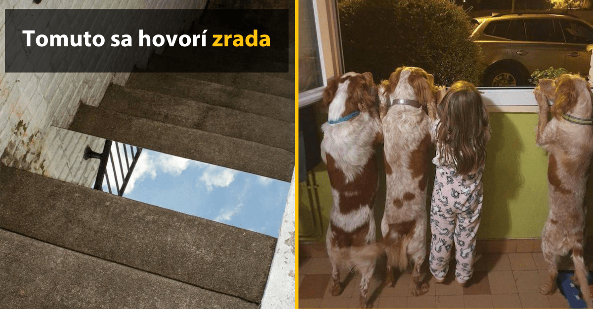 30+ Obrázkov, ktorými dokonale zabiješ čas #375 – Mačka s unikátnou škvrnou na tvári alebo najstaršia korytnačka