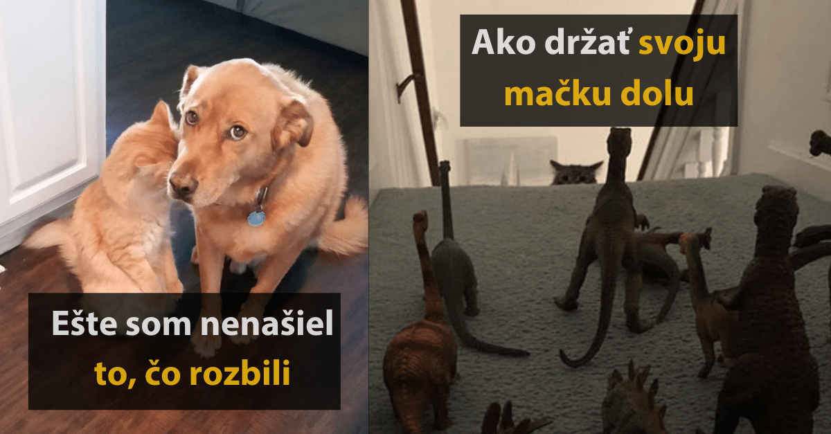 15 vtipných fotografií mačiek, ktoré hovoria samé za seba