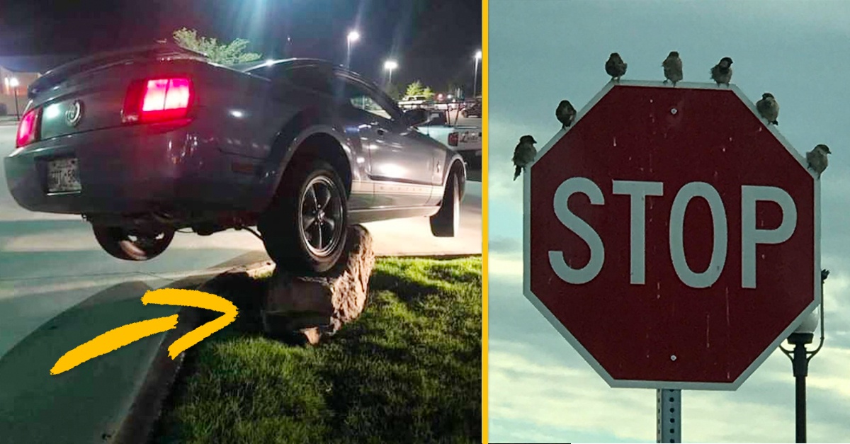 10+ fotografií, kedy sa ľuďom podarilo zachytiť nečakáné a zábavne momenty